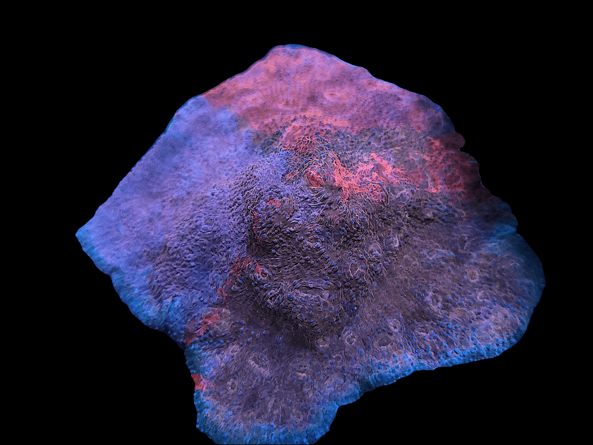 A close-up of the BSA Clown Vomit Chalice showcases its textured surface with iridescent hues of purple, blue, and pink against a black background. The mineral patterns create a vibrant, almost luminescent appearance.