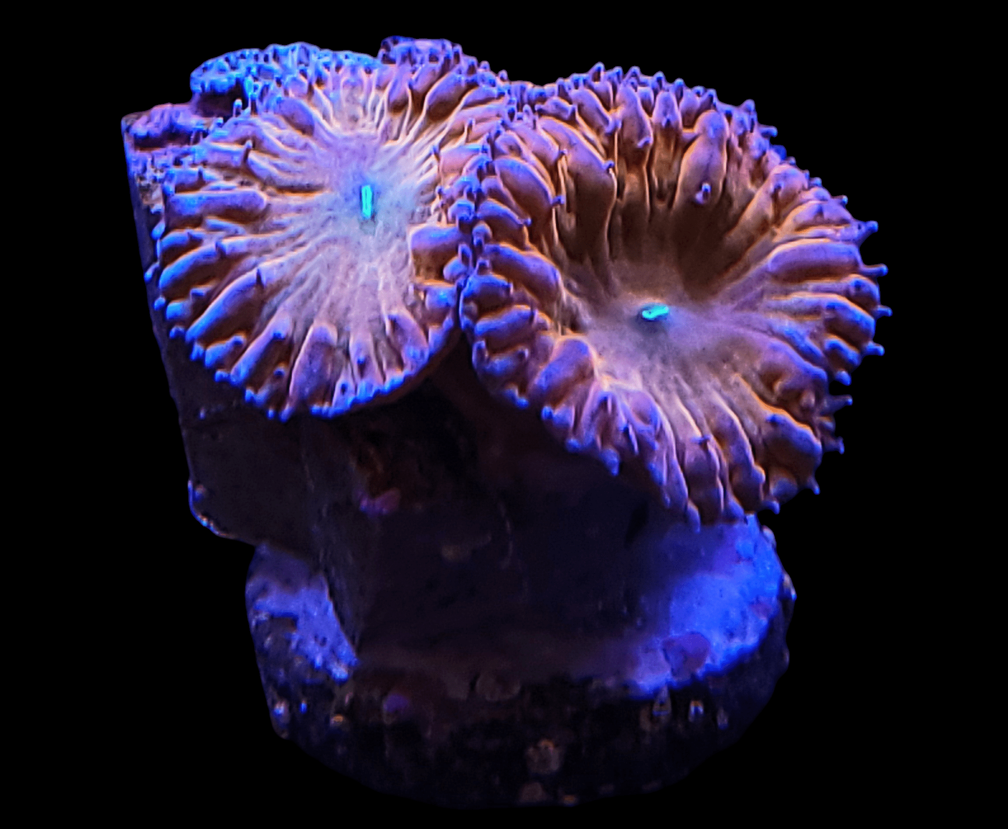 Close-up of two fluorescent, neon orange and rich purple BSA Titty Twister Blastomussa corals on a textured base against a black background. Their wavy tentacles emit a vibrant glow, mimicking the appearance of sea creatures typically found in marine environments.