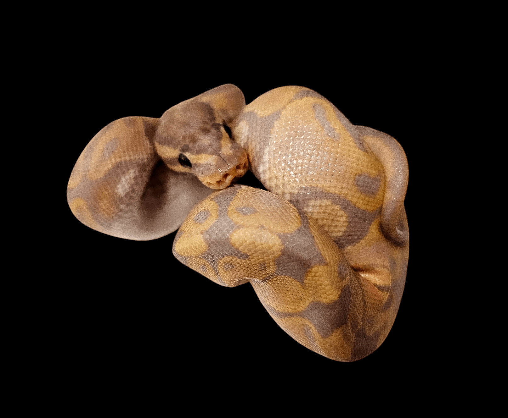 Orange Banna Ball Python Banana Pastel Orange Dream Ball Python - Triple Morph | Aquatic Oasis ...
