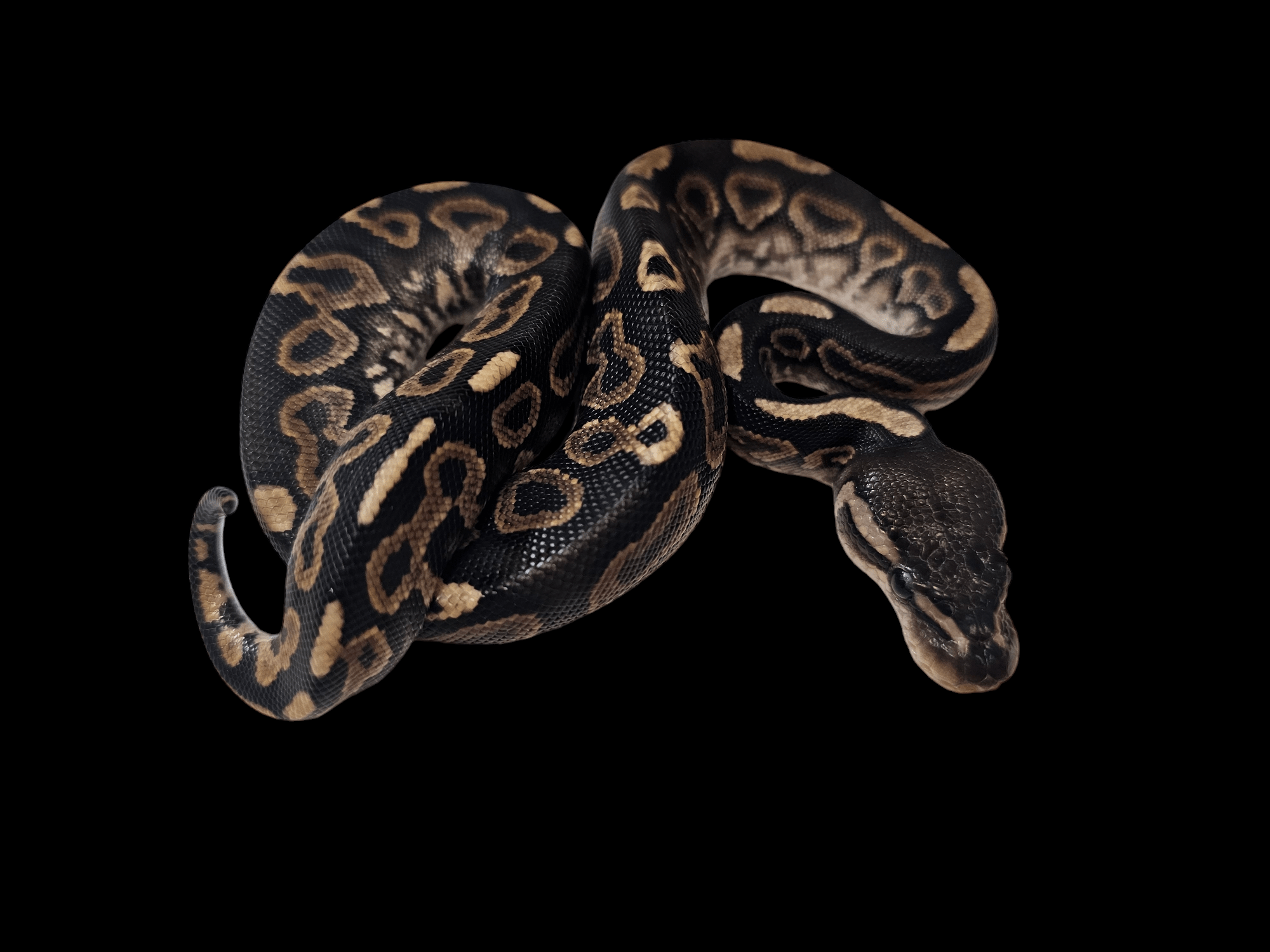 A Ball Python - Cinnamon Ball Python - Python regius, featuring intricate brown and tan patterns on its scales, is coiled against a black background. Its body forms tight loops, highlighting its unique designs. The snake's head is slightly lifted, accentuating its smooth, glossy skin—a stunning example of this incomplete dominant mutation.