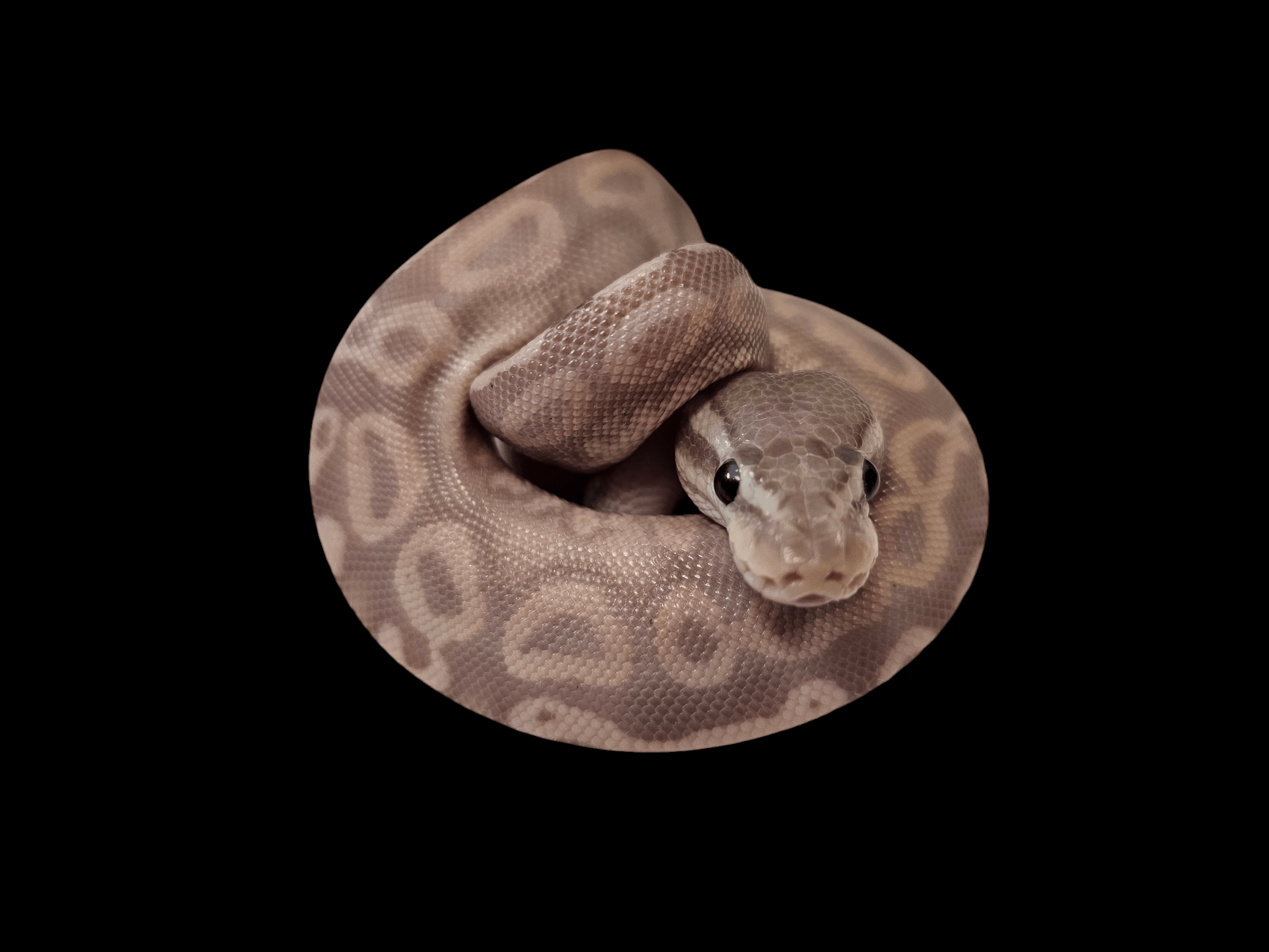 A small, coiled Cinnamon Banana Ball Python - Python Regius with a pattern of pale spots on its scales rests against a black background, its head peeking out from the center of its curled body, reminiscent of the ideal ambiance found in spacious ball python housing.