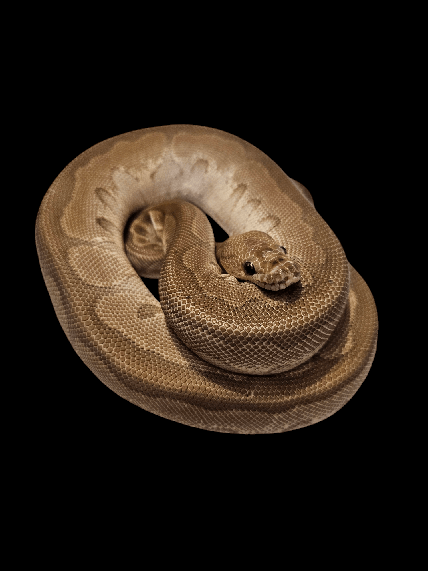 A smooth-scaled, light brown Ball Python - Cinnamon Woma Clown 1.0 470g is coiled against a solid black background, its subtle markings highlighted. The beauty of this snake reflects the care it receives in a well-maintained enclosure with ideal ambient daytime temperatures.