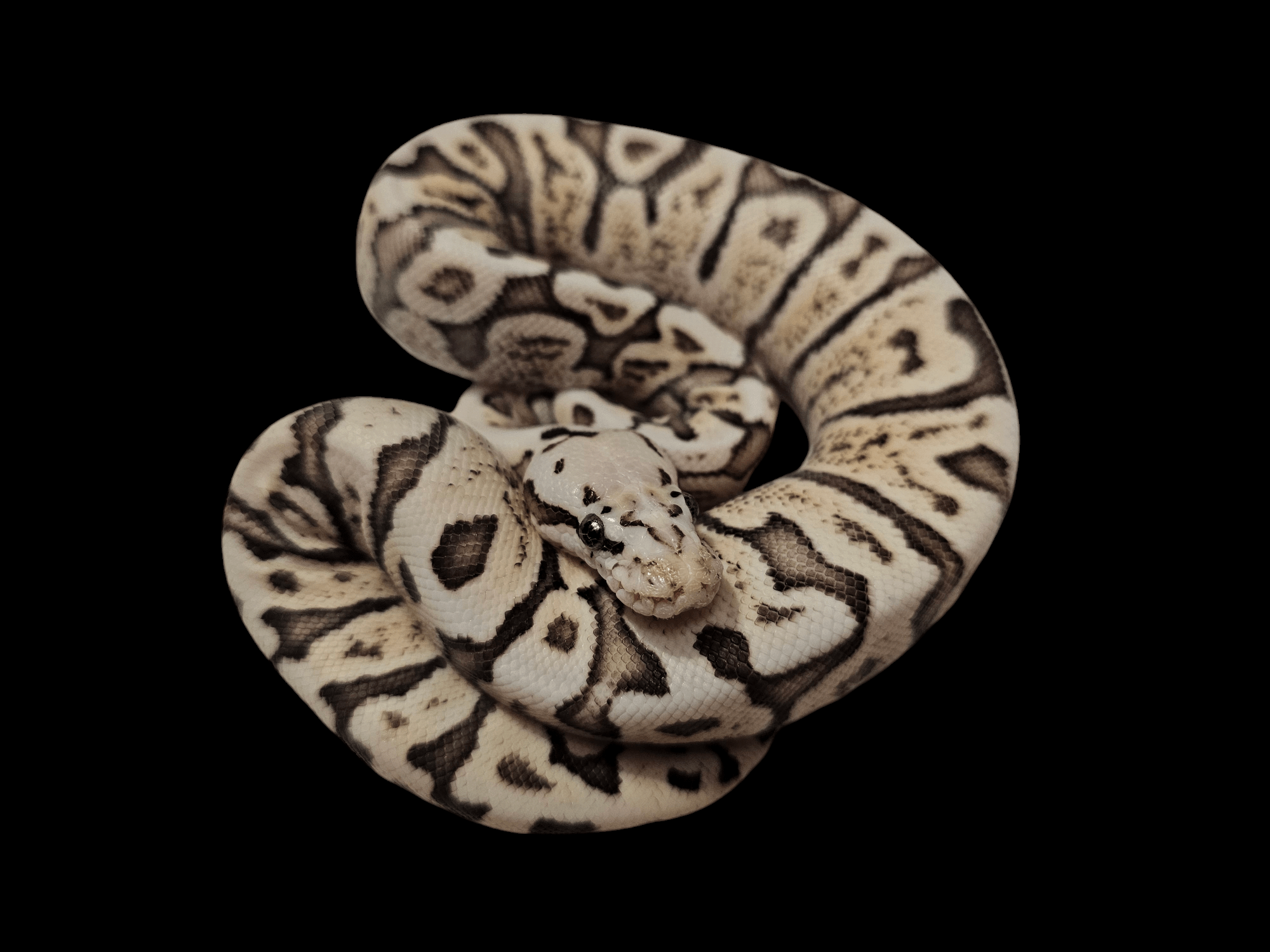 A close-up image features a Ball Python - GHI/ Fire/ Red Stripe/ Pastel/ Woma/ Het Clown/ Pos. Het Yellow Belly - coiled in a spiral against a dark backdrop. The python displays its distinctive black and cream markings with a focused gaze, highlighting its smooth scales.