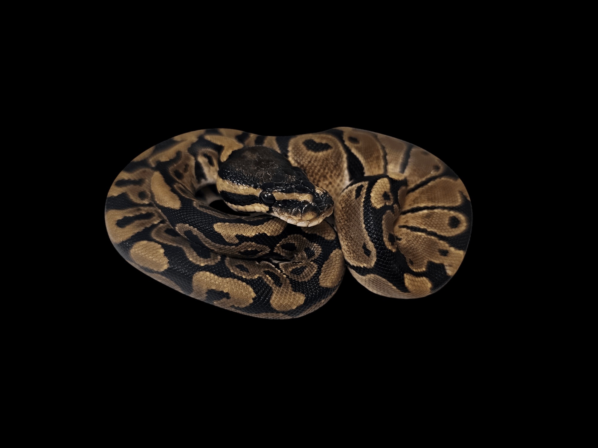 A coiled Ball Python - Python regius, with a striking brown and black mottled pattern, is positioned on a solid black background, evoking its comfortable enclosure. The snake's scales are intricately detailed, and its head is nestled snugly among the loops of its body.