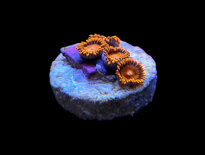 A small cluster of Bam Bam Zoanthids, vibrant orange in color, adorns a purple rock against a dark background.