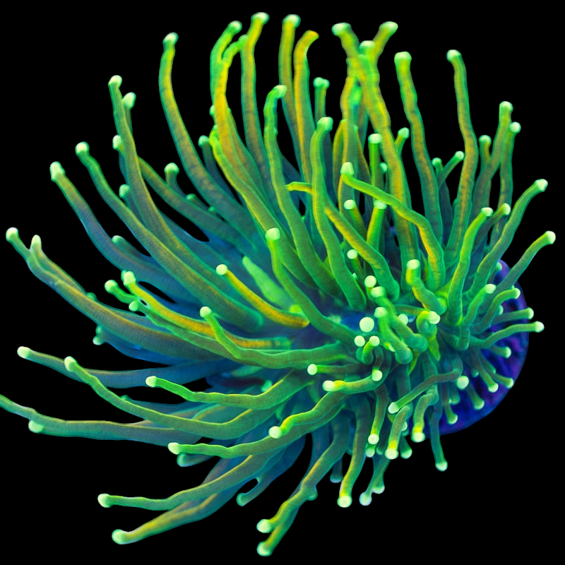 The Bananarama Torch features a vibrant, colorful sea anemone with long, slender tentacles radiating outward in shades of green, blue, and yellow against a black background.