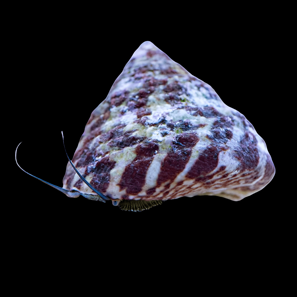 Close-up of a Banded Trochus Snail - Trochus spp. in a cone-shaped, textured shell against a black background. The shell has red and white stripes, and the snail's antennae are visible.