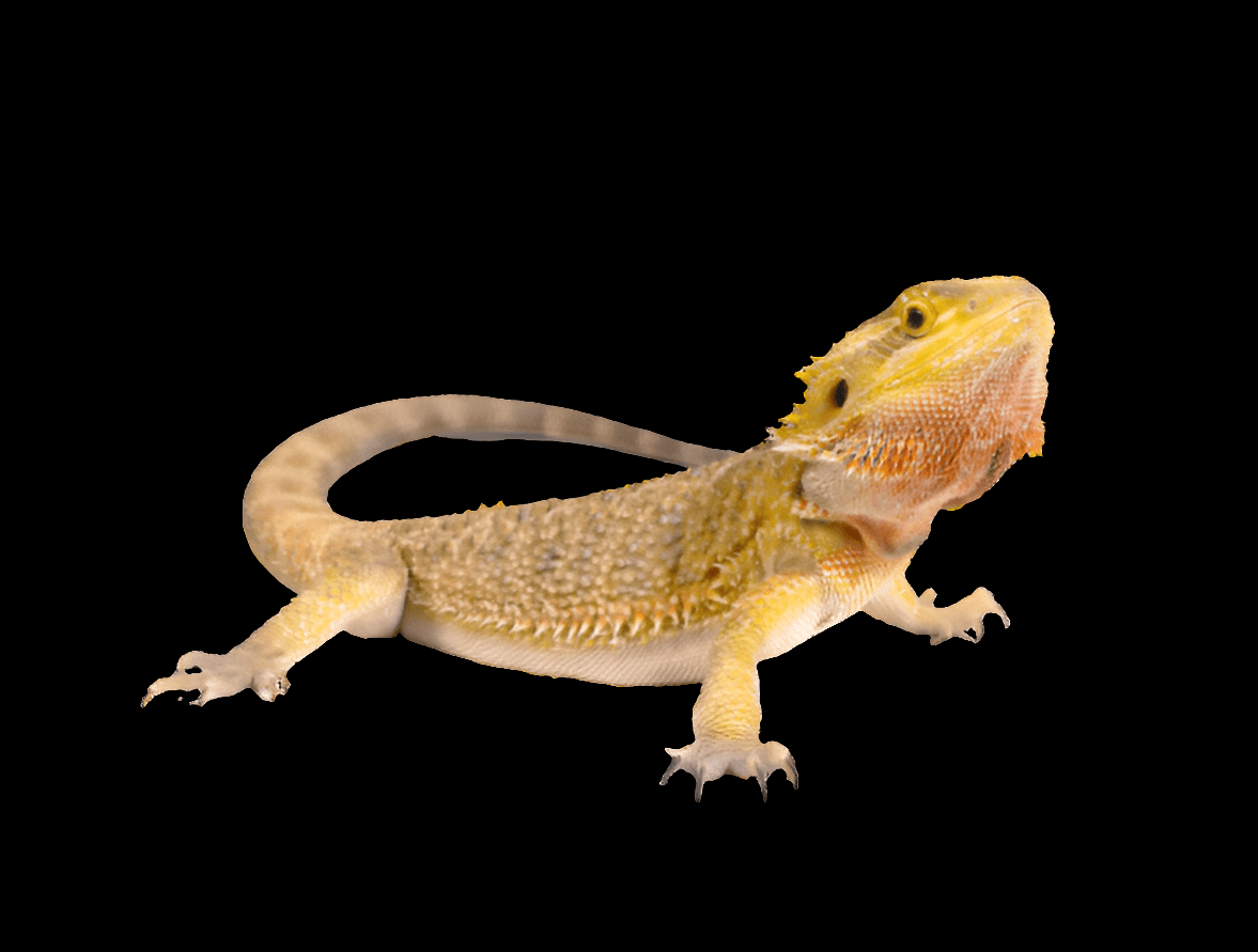 A Bearded Dragon - Mixed Morph - Pogona vitticeps stands on a smooth surface. Its body is covered in rough, textured scales that are a blend of light brown and yellow tones. The dragon's head is slightly raised, showcasing its characteristic beard and spikes.