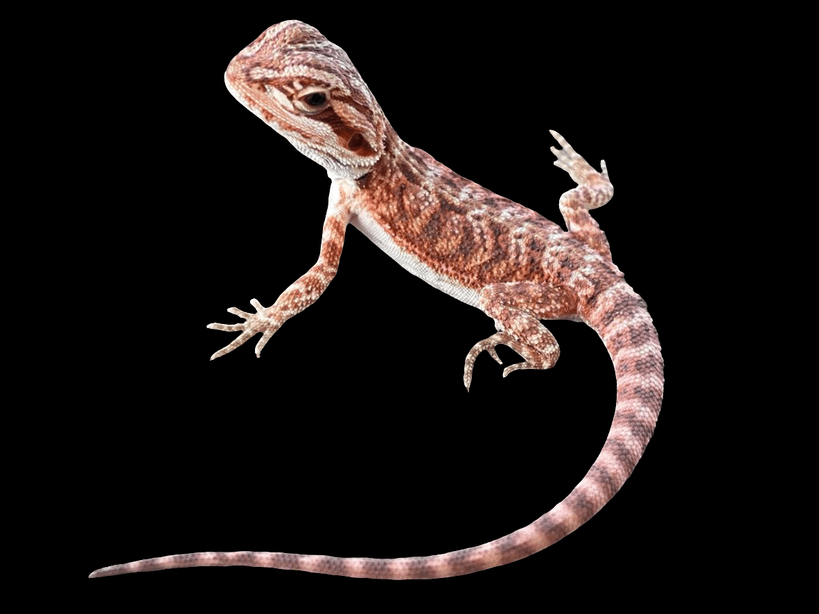 A Red Bearded Dragon, Pogona vitticeps, featuring a textured light brown and pinkish body with a long tail, rests on a black background. Its limbs are spread wide, showcasing delicate claws and scales.