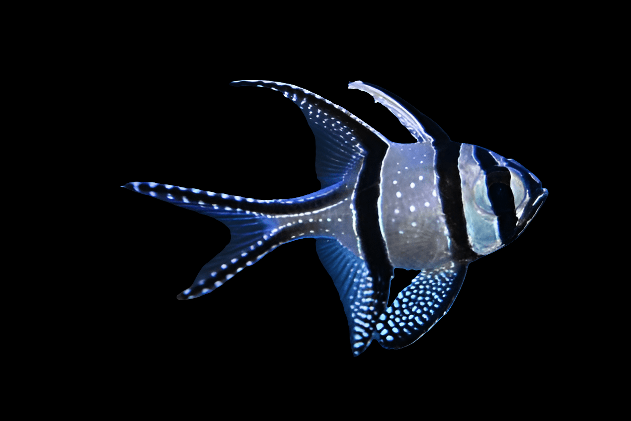 A vibrant Benggai Cardinal - Pterapogon Kauderni showcases its distinct horizontal stripes and spotted fins as it gracefully swims against a dark background. Its elegantly spread fins reveal striking patterns and colors.