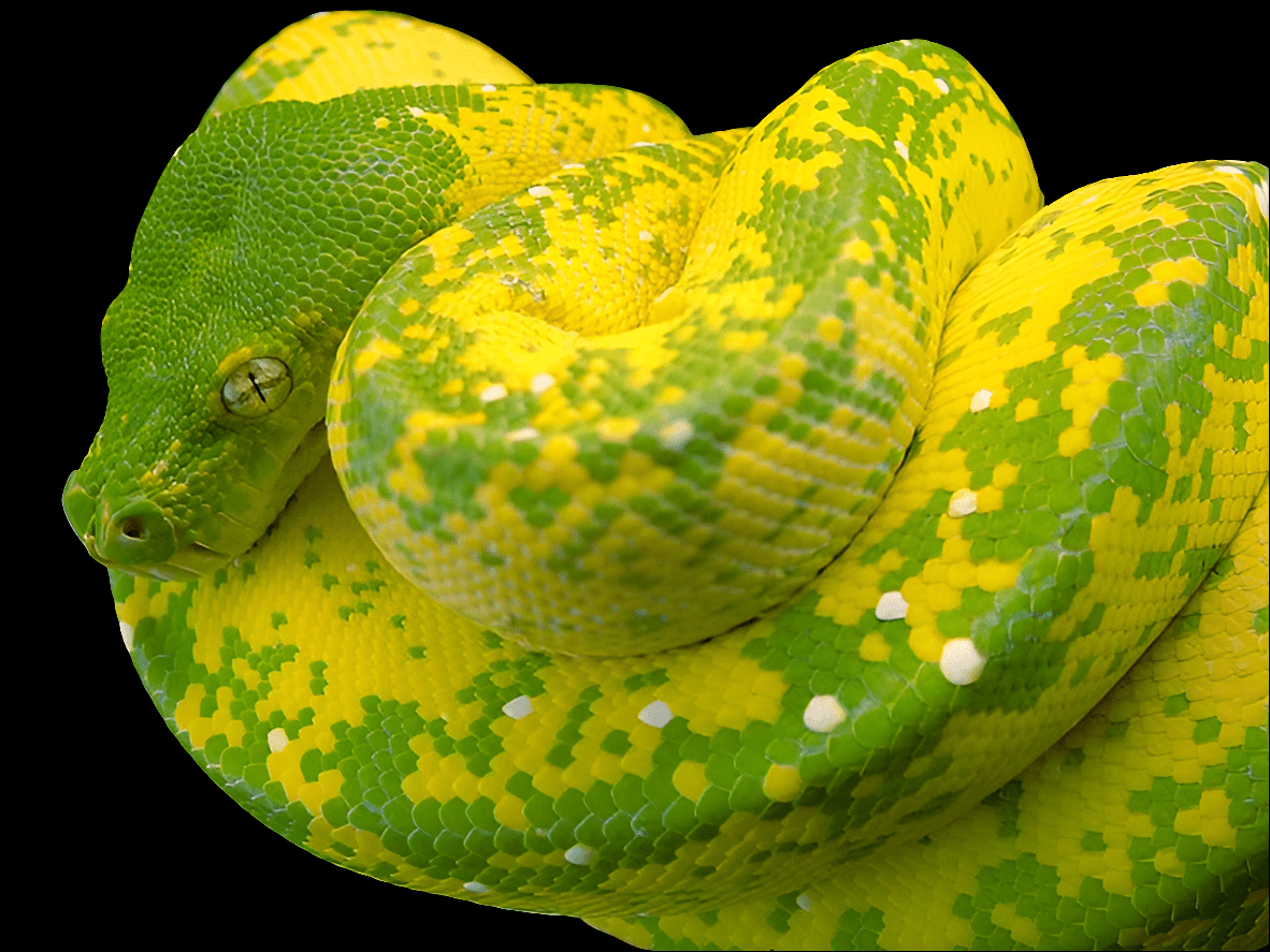 A close-up of the vibrant Biak Green Tree Python - Morelia viridis, coiled with intricate patterns, reveals its striking green color. The snake's detailed scales display speckles of white and dark green. Its head is slightly lifted with one visible eye, embodying its arboreal lifestyle.