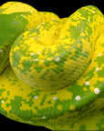 A close-up of the vibrant Biak Green Tree Python - Morelia viridis, coiled with intricate patterns, reveals its striking green color. The snake's detailed scales display speckles of white and dark green. Its head is slightly lifted with one visible eye, embodying its arboreal lifestyle.