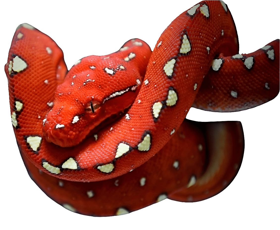 A vibrant red snake is coiled up, showing off an eye-catching pattern of white spots along its body. Its eye is partially visible and the texture of its scales stands out against a plain background, evoking the appearance of the Biak Green Tree Python (Morelia viridis), which is famous for its striking green color and arboreal lifestyle.