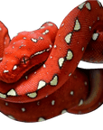 A vibrant red snake is coiled up, showing off an eye-catching pattern of white spots along its body. Its eye is partially visible and the texture of its scales stands out against a plain background, evoking the appearance of the Biak Green Tree Python (Morelia viridis), which is famous for its striking green color and arboreal lifestyle.