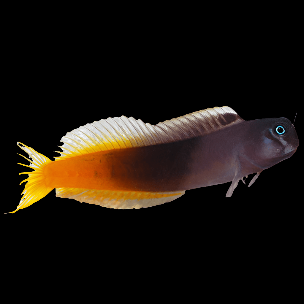 The Ecsenius Bicolor, commonly known as the Bicolor Blenny, is a stunning fish from the Blenniidae family characterized by its dark brown body and vivid orange tail. It showcases extended fins and a remarkable blue-ringed eye, offering a peaceful herbivore presence that contrasts beautifully against a simple black backdrop.