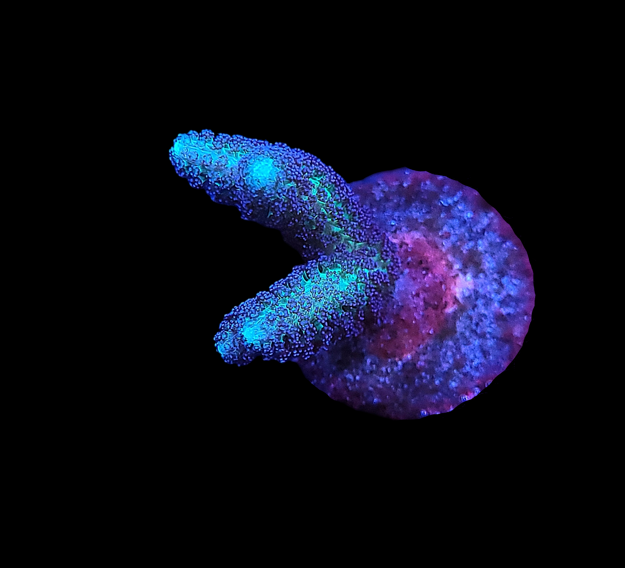 Under a black light, the Birds of Paradise Birdsnest coral fragment glows vivid blue and purple. Two branching arms stand out against a black background, with its surface showcasing a textured and slightly luminescent appearance.