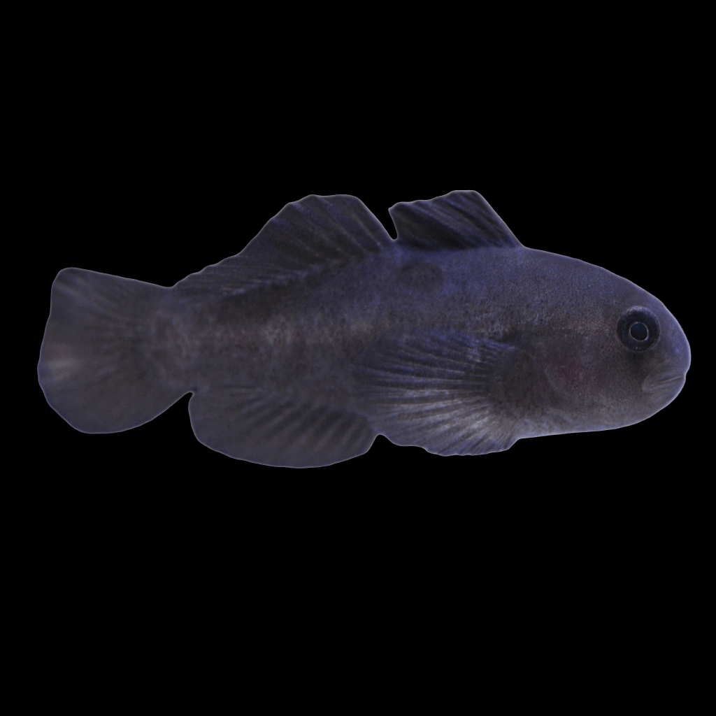 A Black Clown Goby, known as Gobiodon atrangulatus, with a rounded body and distinct fins, swimming against a dark background.