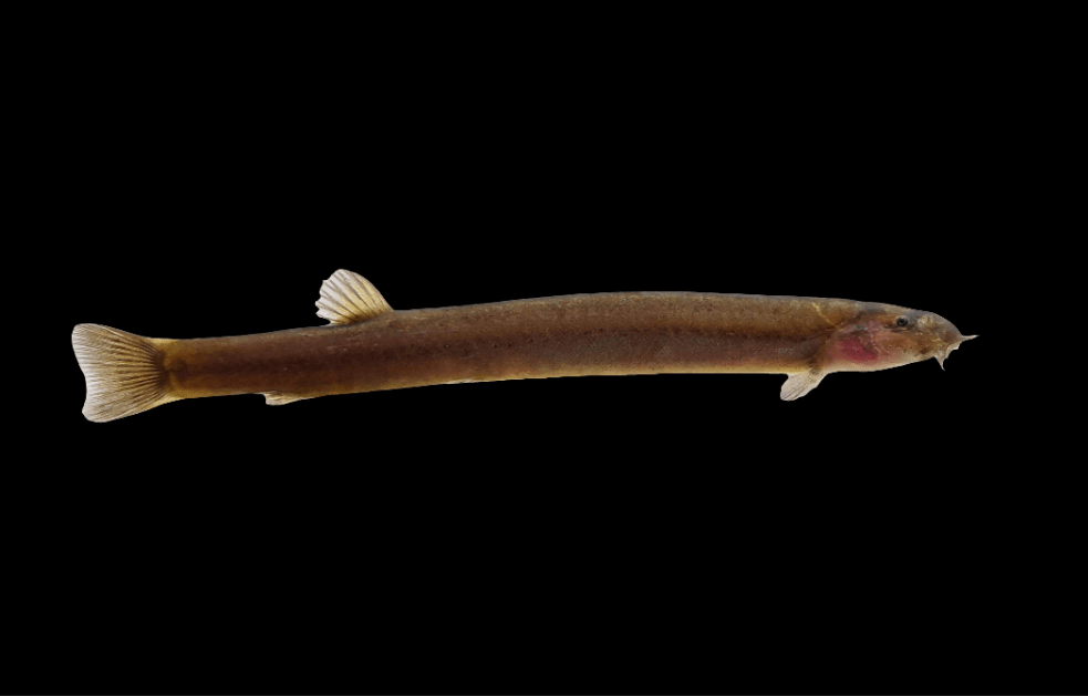 The product image features a Black Kuhli Loach (Java Loach), scientifically known as Pangio Oblonga, showcasing its slender, elongated body and small fins against a plain black background.