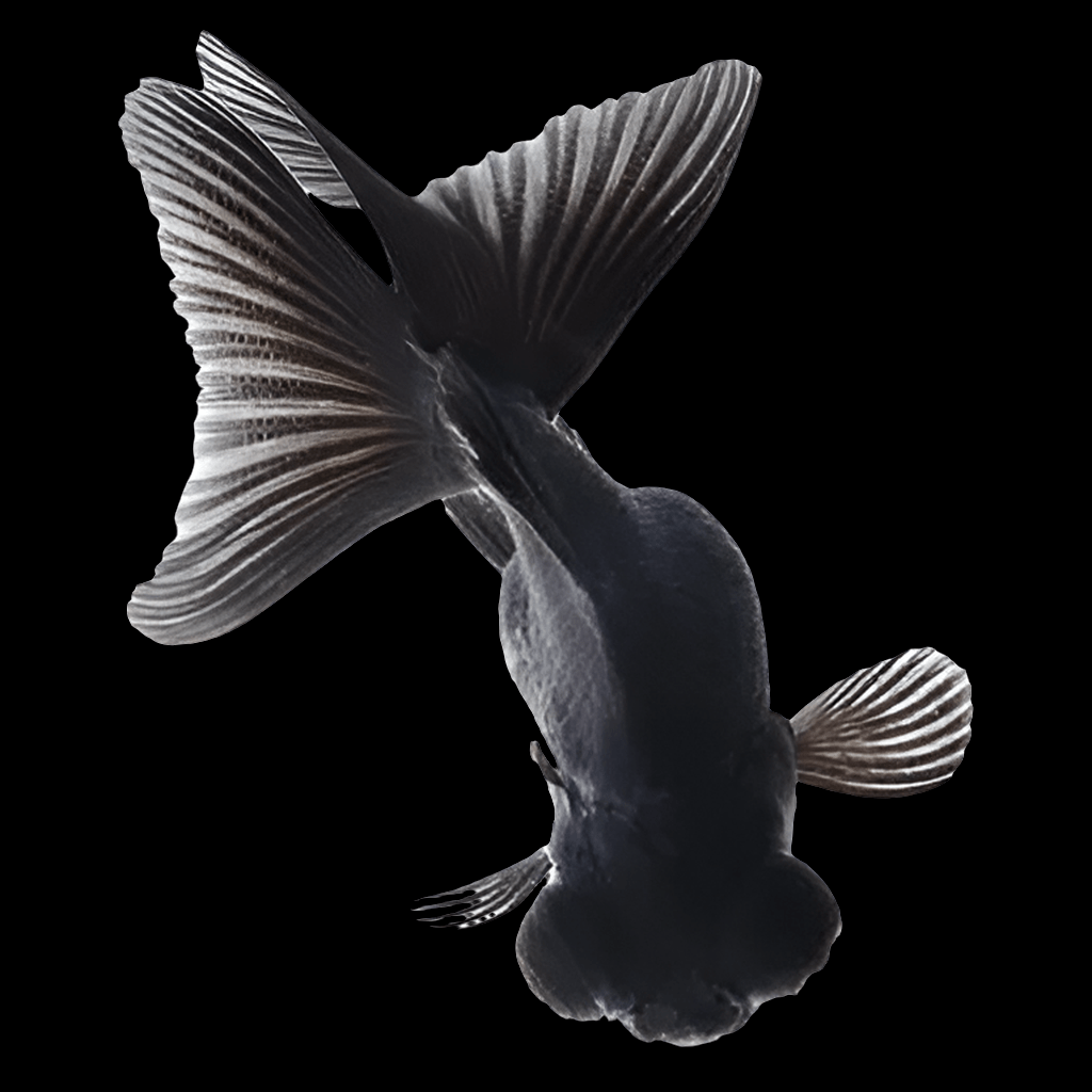 A Black Moor Goldfish (Carassius auratus) with flowing, translucent fins swims against a black background, emphasizing the delicate details of its scales and fins.