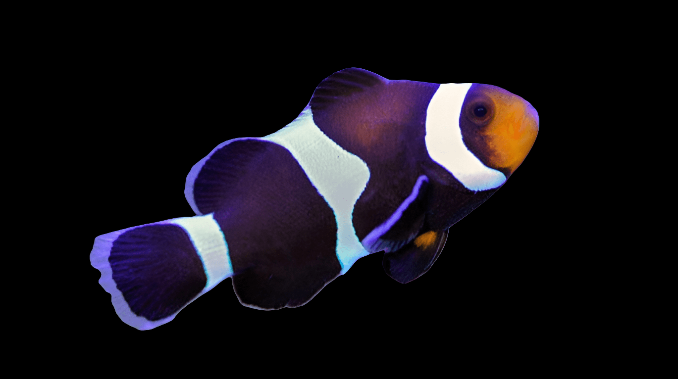 A vibrant captive-bred Black Ocellaris Clownfish, featuring striking black and white bands with an orange face set against a black background.