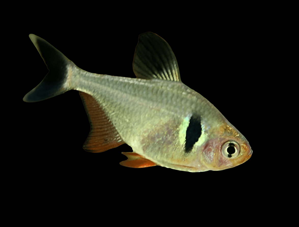 The Black Phantom Tetra, or Hyphessobrycon Megalopterus, features a streamlined body with translucent fins and a distinctive black vertical stripe behind its gill. Set against a black background, the fish's light color and details are beautifully highlighted.