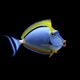 A vibrant aquatic creature often seen in aquariums, with a prominent yellow dorsal fin, a purple and yellow body, and distinct red markings near its mouth, glides gracefully against a black backdrop. This stunning specimen is similar to the striking Blonde Naso Tang - Naso Elegans.