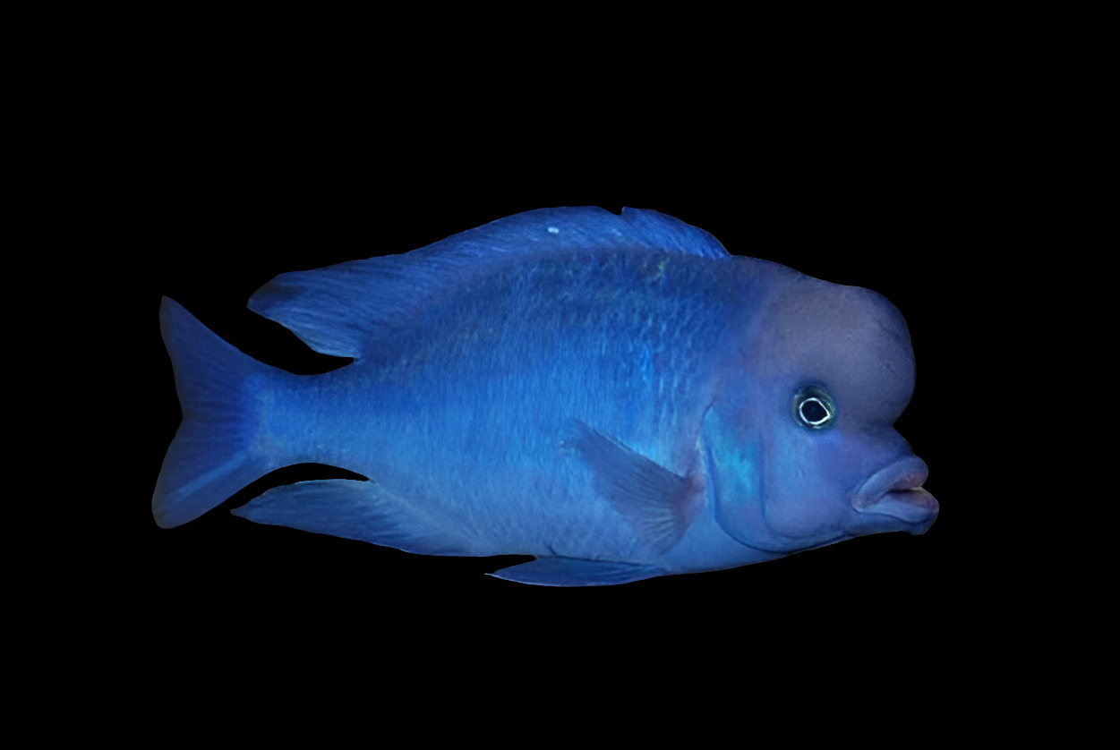 A Blue Dolphin Cichlid (Cyrtocara moorii) with a prominent forehead swims against black, showcasing its shiny body and small pectoral fins. Known for its expressive eyes and pursed lips, it thrives on a carnivore diet, completing its striking appearance.