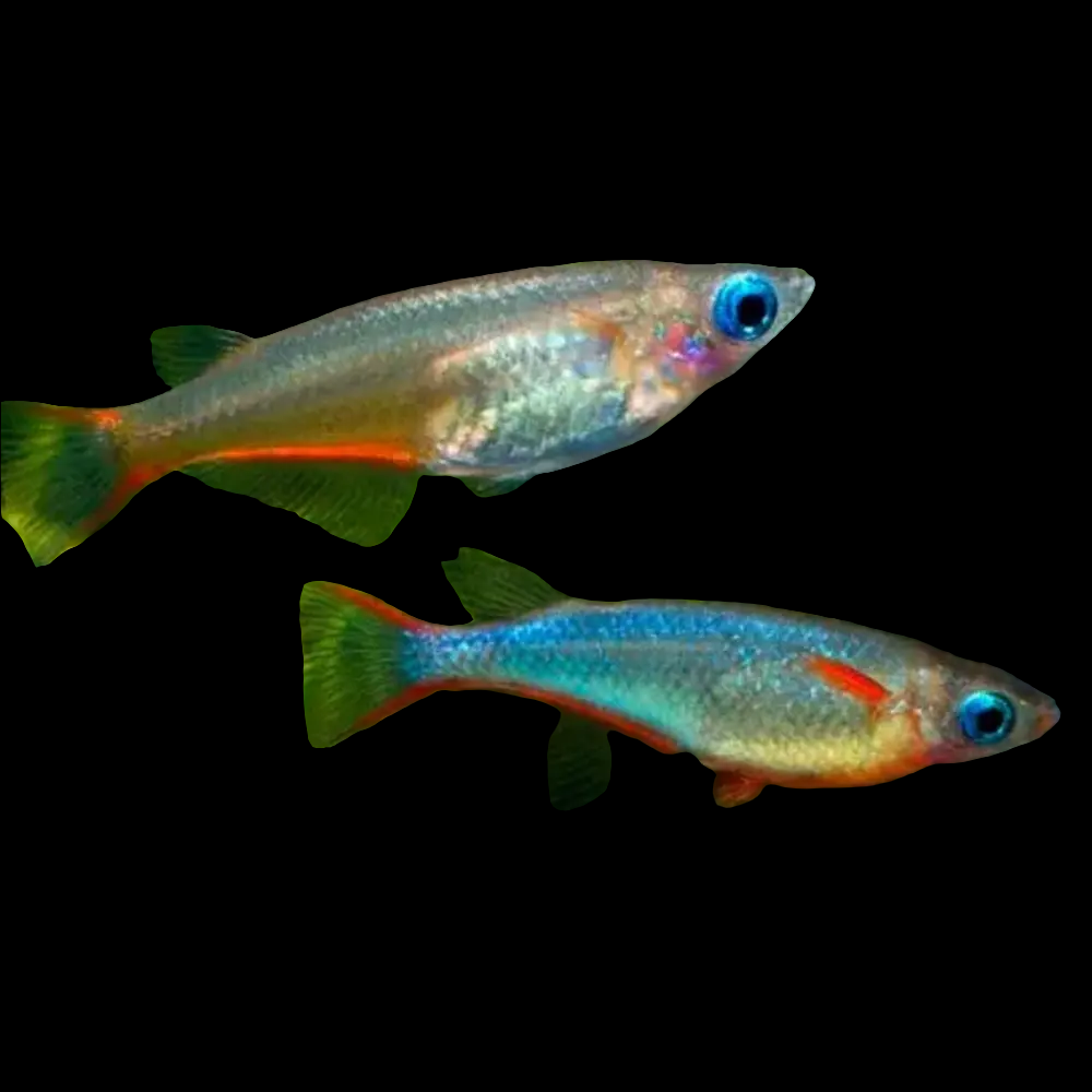 In the nano aquarium against a black backdrop, two small Blue-Eye Daisy Rice Fish - Oryzias woworae swim gracefully, showcasing vibrant blue, red, and green hues. Their bright blue eyes and translucent, multi-colored fins add to their striking appearance.