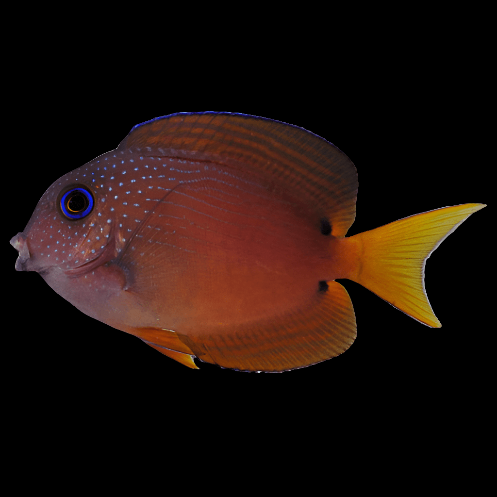 A strikingly colorful Blue Eye Kohl Tang, with a red-orange body adorned with blue spots and finished with yellow tail and fins, elegantly swims against a black background. As a reef-compatible species, this eye-catching creature bears resemblance to the Blue Tang due to its distinctive blue ring encircling the eye.