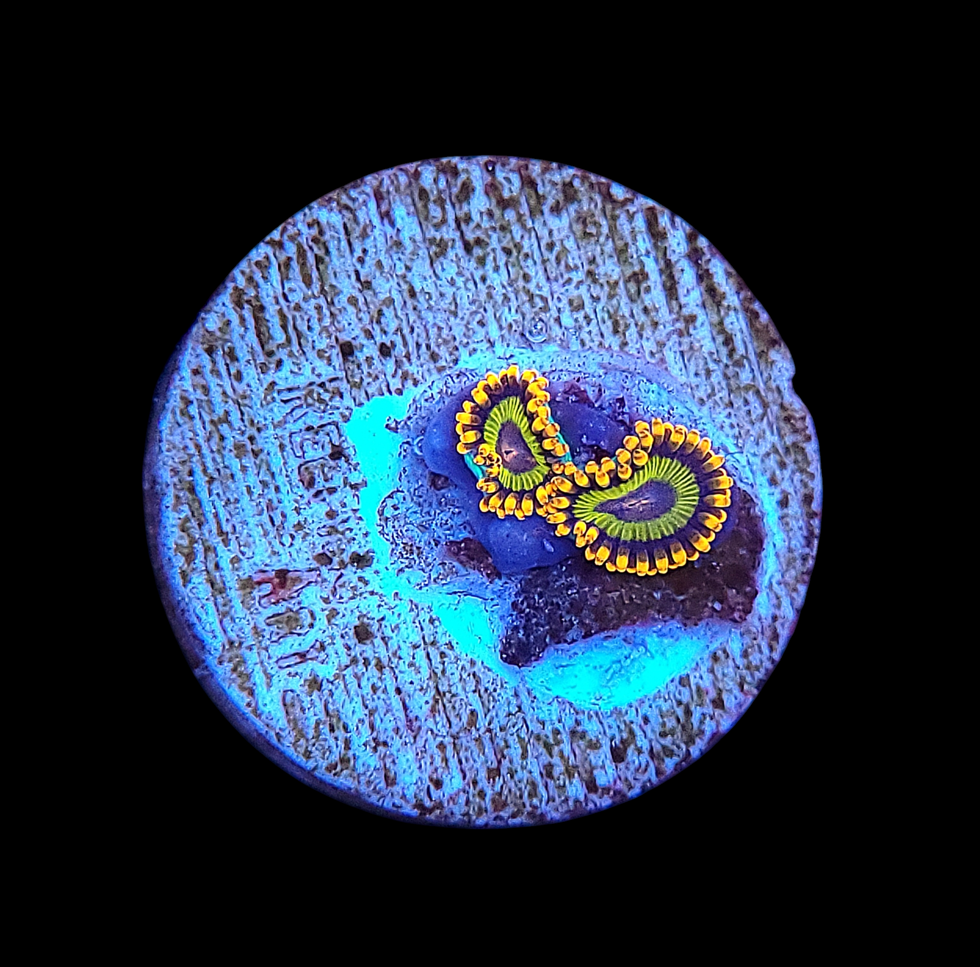 Close-up photo of a Blue Eyed Blonde Zoas coral frag showcasing two bright yellow circular formations on a textured stone-like base, set against a black background to highlight its vivid colors.