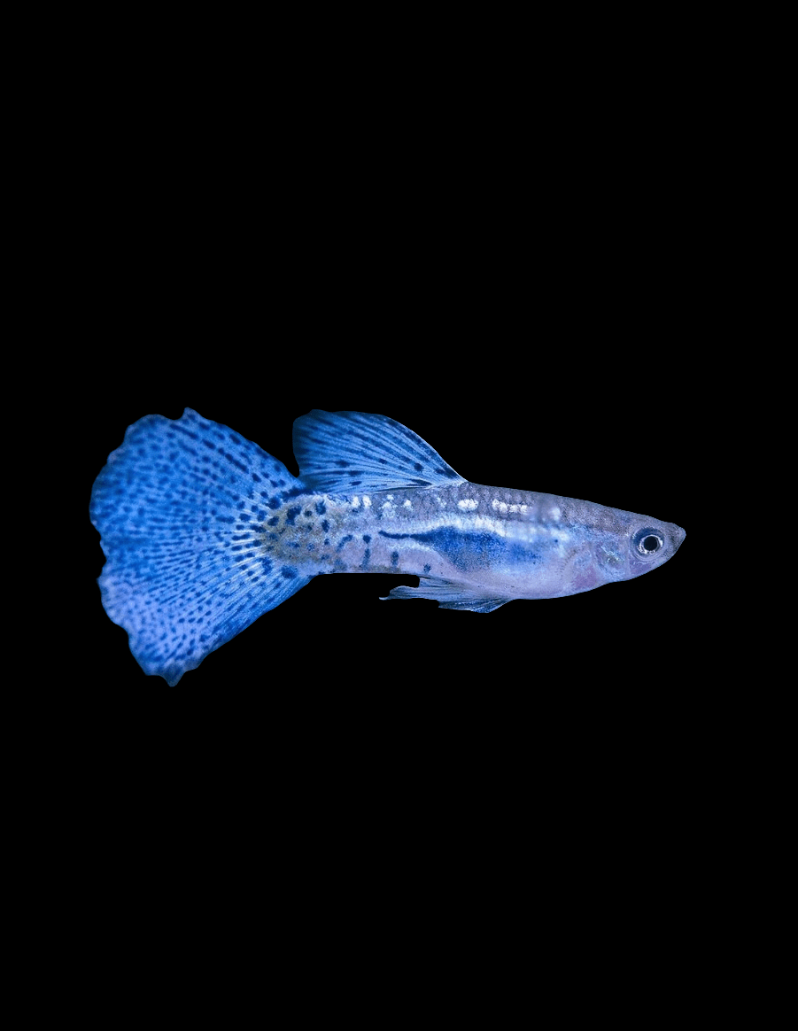 The Blue Glass Guppy - Poecilia Reticulata, featuring a speckled pattern, glides gracefully against a black background, showcasing its large, flowing tail.