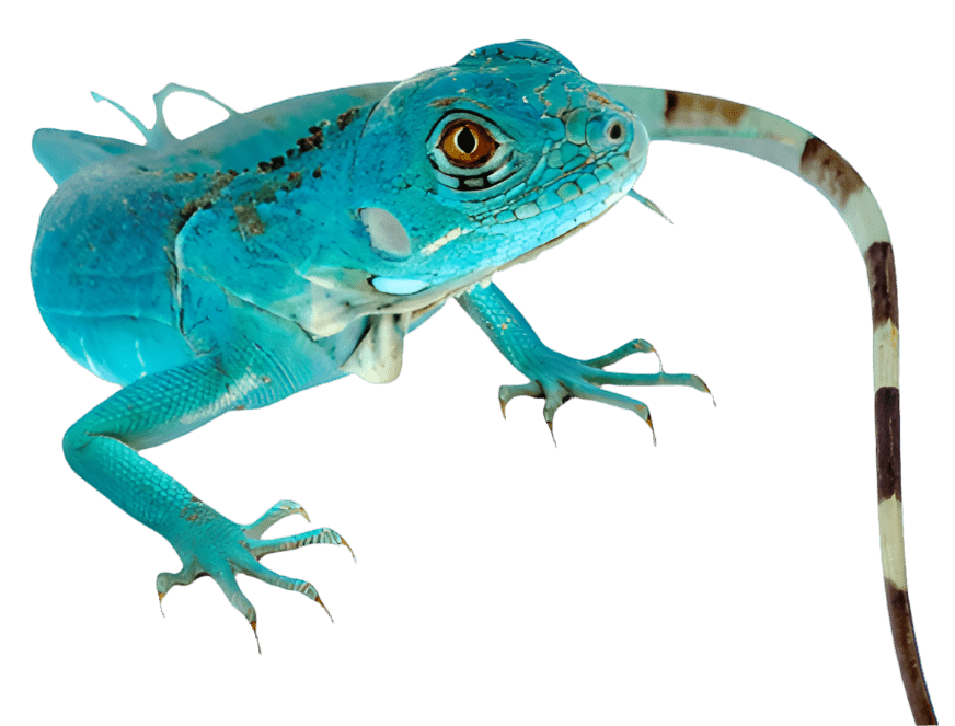 A captivating Blue Iguana - Cyclura lewisi, characterized by its vibrant blue scales with green blends and black markings along its back, faces the viewer against a plain background. Its striking long tail and piercing eyes draw attention as its splayed toes appear to grasp an unseen surface—an ideal choice for those interested in purchasing pet iguanas.