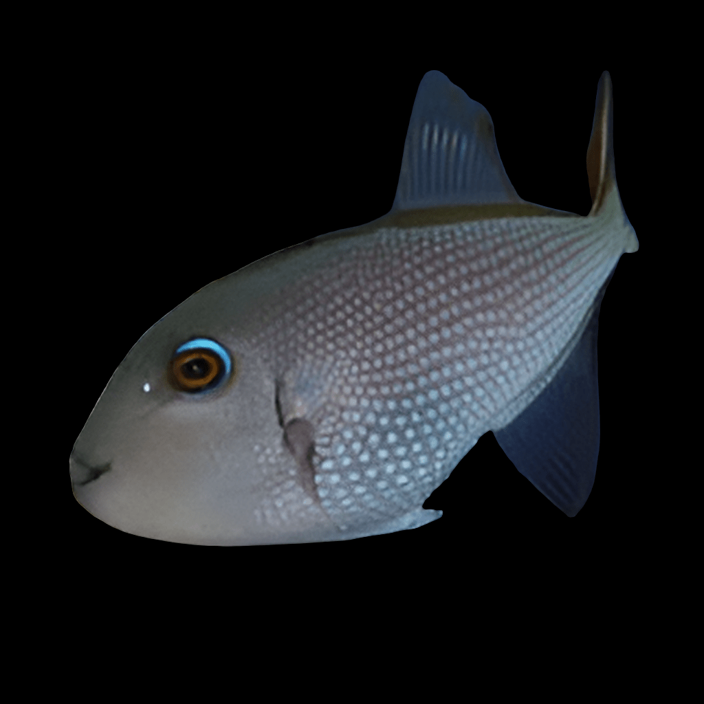 A close-up view of a Blue Jaw Triggerfish - Female - Xanthichthys auromarginatus against a black background highlights its textured scales, prominent eye, and characteristic fins. Known for being reef safe, this fish is similar to the Blue Throat Triggerfish in its graceful poise.