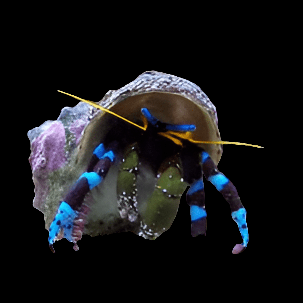 A Blue Knuckle Hermit Crab (Calicinus elegans) with blue and black striped legs and yellow antennae emerges from its seashell on a black background.