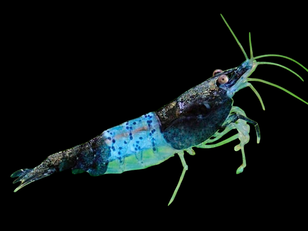 Blue Rili Blue Rili Shrimp - Neocaridina Davidi – Aquatic Oasis Reefing