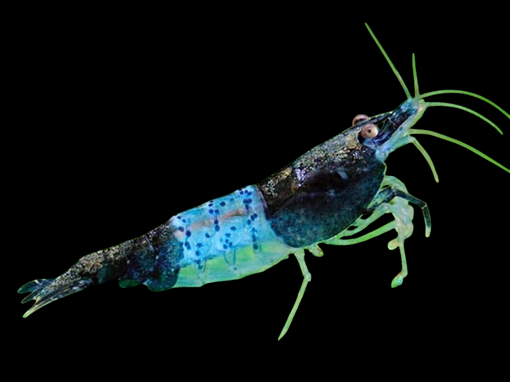 A Blue Rili Shrimp (Neocaridina Davidi) boasts a vibrant blue and green body with long, distinct antennae set against a black background. Its shell shimmers with iridescent, speckled patterns, making it a captivating addition to any aquarium hobbyist's collection of dwarf shrimp species.