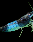 A Blue Rili Shrimp (Neocaridina Davidi) boasts a vibrant blue and green body with long, distinct antennae set against a black background. Its shell shimmers with iridescent, speckled patterns, making it a captivating addition to any aquarium hobbyist's collection of dwarf shrimp species.