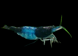 A striking Blue Rili Shrimp - Neocaridina Davidi with green antennae stands out against a solid black background, captivating the interest of aquarium hobby enthusiasts.