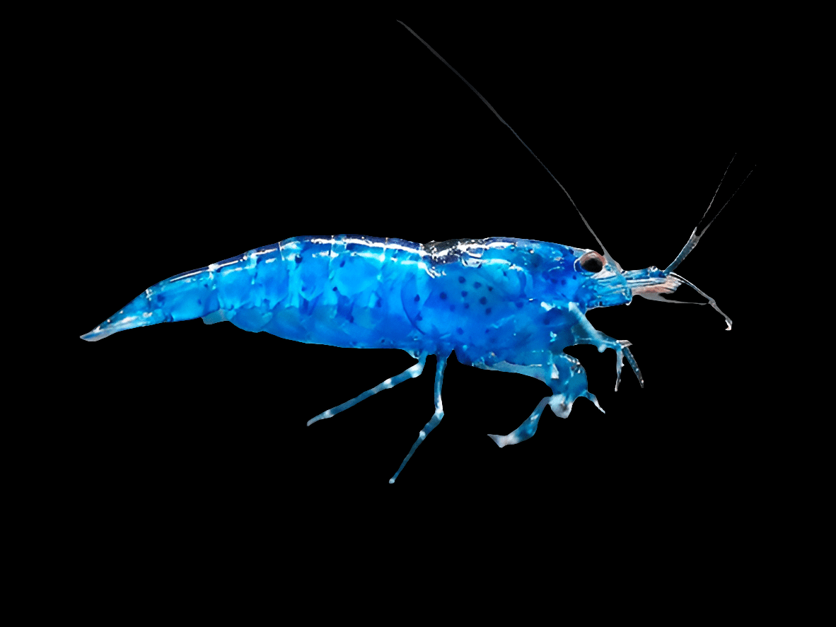 The Blueberry Shrimp - Neocaridina Davidi is depicted against a black background, showcasing its vibrant blue color and long antennae. Its semi-transparent body features a delicate gradient of blue shades with subtle spots, while its legs are neatly tucked beneath.