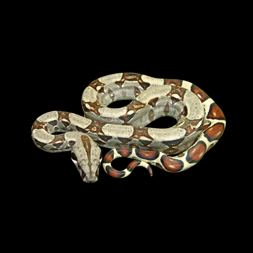 The Boa Constrictor - Imperator features a beautifully coiled body, showcasing a striking pattern of light and dark brown patches set against a black background. Its head is slightly raised, and the body is gracefully curved with distinctive markings.