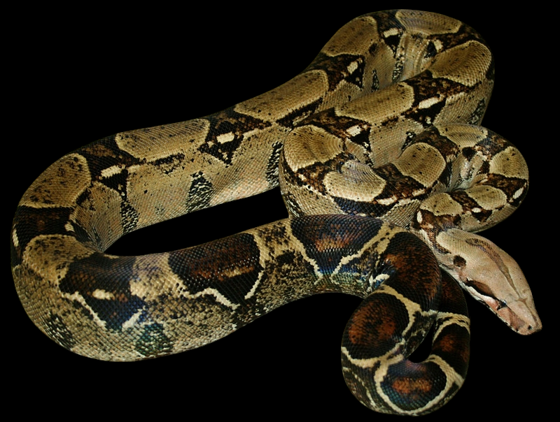 A Boa Constrictor - Imperator with a large, coiled brown body and dark brown and beige patterns on its scales set against a black background. Its head is visible, highlighting the intricate patterned skin and smooth texture.