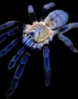 The Borneo Purple Earth Tiger (Cyriopagopus sp Hati Hati) is showcased against a black backdrop, highlighting its vibrant blue hues, medically significant venom, multi-colored femurs, textured details, and large hairy legs.