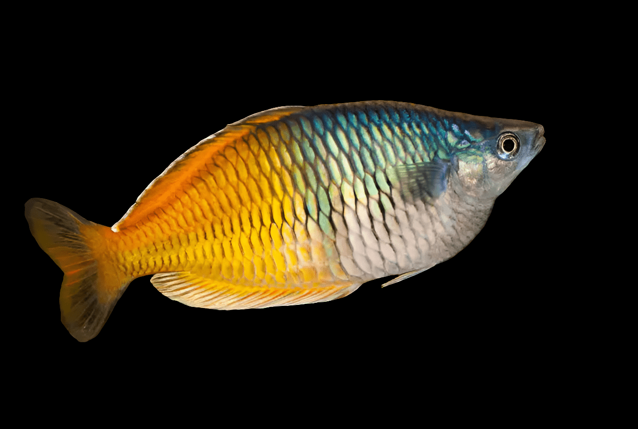 The Bosemani Rainbow, scientifically known as Melanotaenia boesemani, features vibrant hues of blue, yellow, and orange set against a dark backdrop. This fish has a sleek body with scales that reflect its vibrant colors and a prominent eye. Its tail fin is subtly spread.