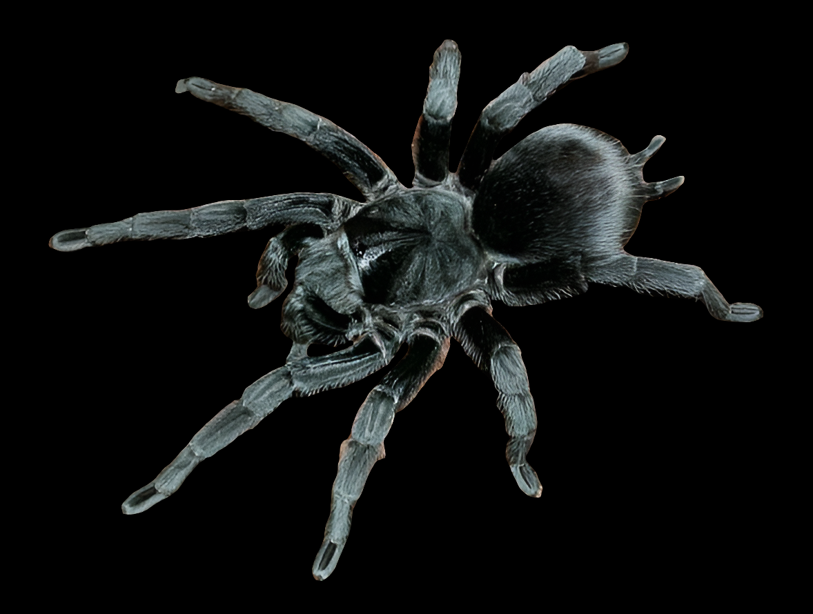 A close-up image of the Brazilian Black - Grammostola pulchra, highlighting its dark, hairy body and long legs against a black background with detailed views of its segmented legs and body.