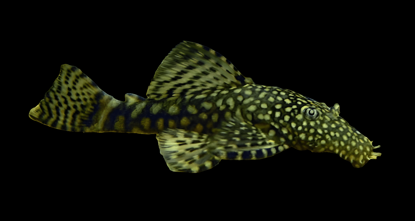 A Bristlenose Pleco - Ancistrus Cirrhosus featuring a striking contrast of light and dark spots on its body and fins, accentuated by a deep black base.