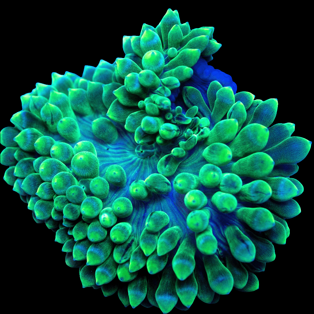 A close-up of a vibrant green Bubble Tip Anemone (Entacmaea quadricolor) cluster against a black background. The bulbous anemones display a textured, radial pattern that reveals their intricate natural structure, making them perfectly reef compatible with the right water conditions to maintain their striking appearance.