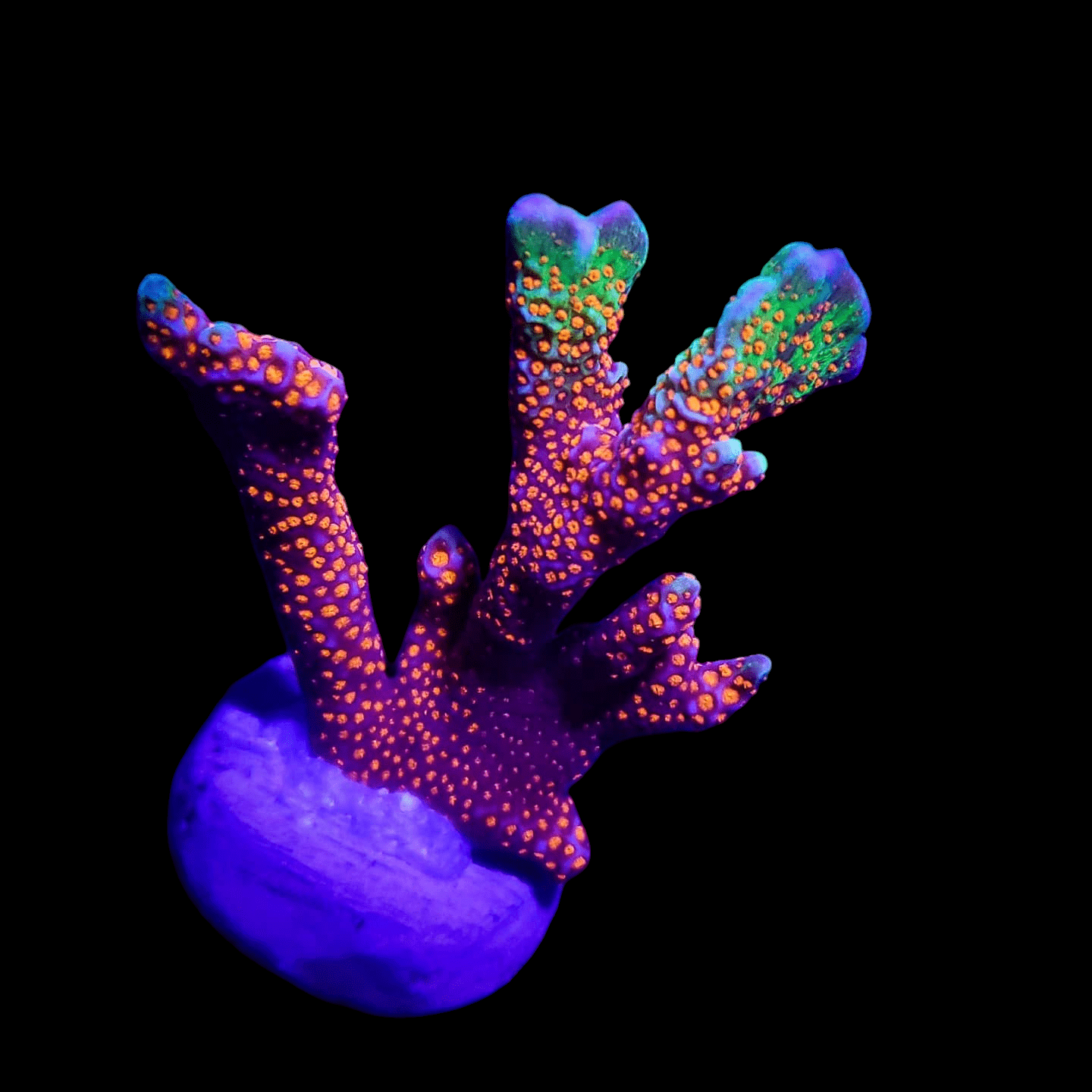 A vibrant, colorful Bubblegum Digitata specimen with branching structures in shades of purple, orange, and green set against a black background. The coral is positioned on a circular purple base.