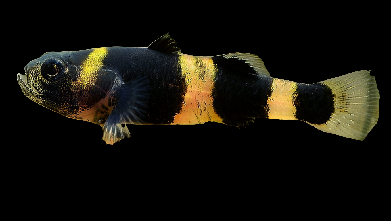 A Bumble Bee Goby (Brachygobius doriae) with a dark body and vibrant yellow stripes swims against a black backdrop, its transparent fins gliding effortlessly. The fishs striking eyes enhance its appeal as a colorful addition to any freshwater aquarium.