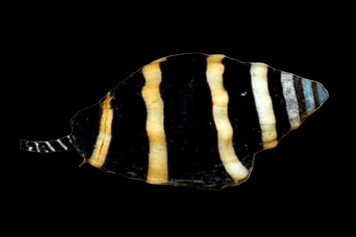 The Bumble Bee Snail, Pusiostoma mendicaria, is perfect for marine reef aquariums with its small, round body, featuring horizontal yellow and white stripes against a black background and a thin, short tail fin. Its striking patterns make it an eye-catching addition against a dark backdrop.