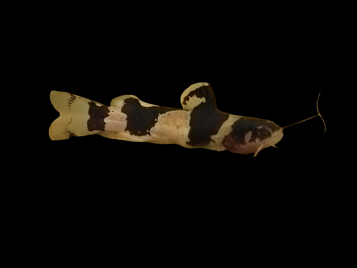 A Bumblebee Catfish, or Microglanis Iheringi, with alternating dark and light bands along its slender body is shown swimming gracefully. It features delicate barbels extending from its mouth against a plain black background, accentuating the fish's appearance.